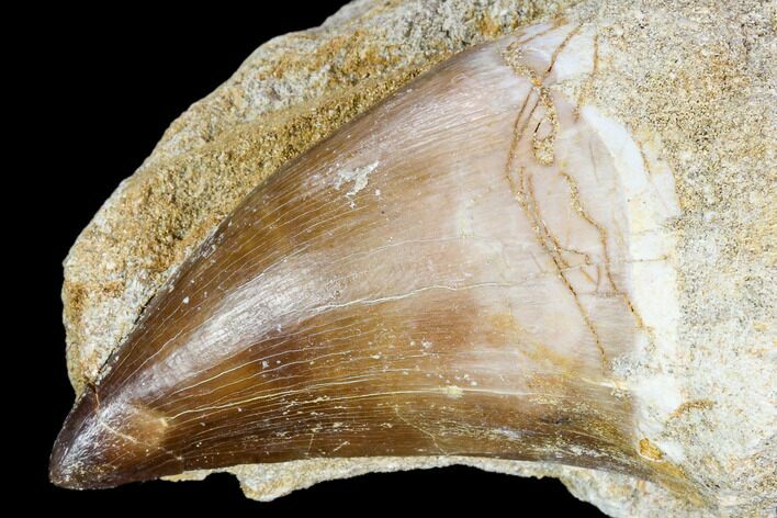 Mosasaur (Prognathodon) Tooth In Rock - Nice Tooth #105848